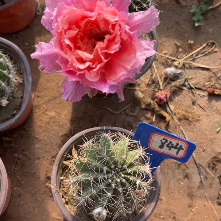 844，彩草062倾城，