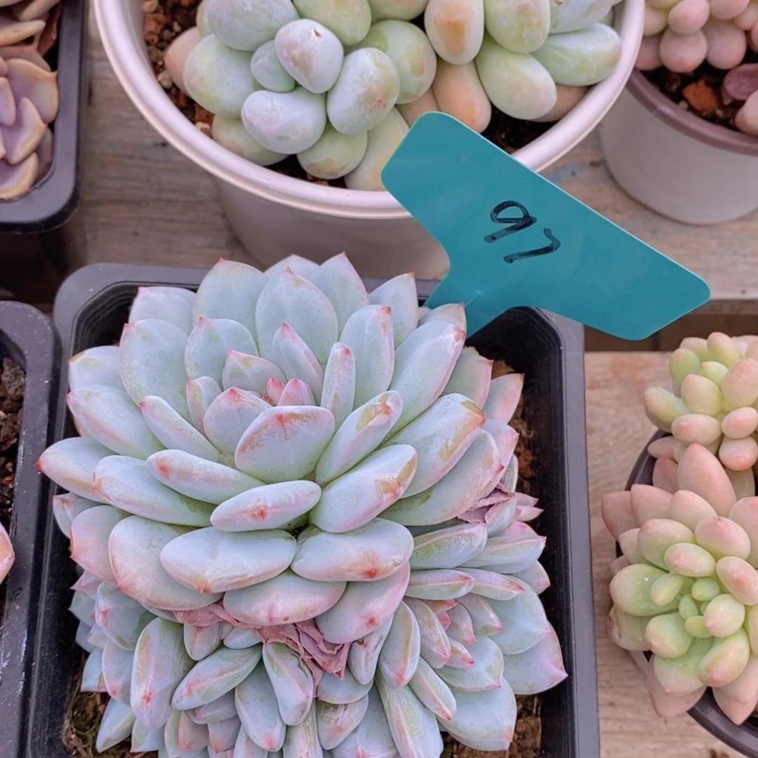 多肉植物，一物一拍，专场2