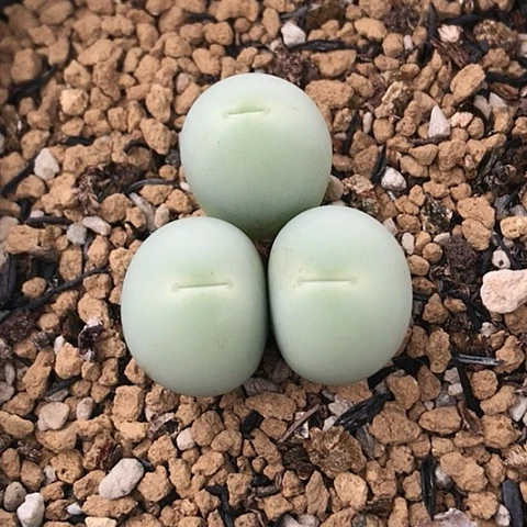 多肉肉锥 3头园艺鸽子蛋
