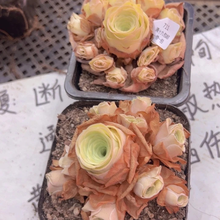 711 裸根不带土发货不包损