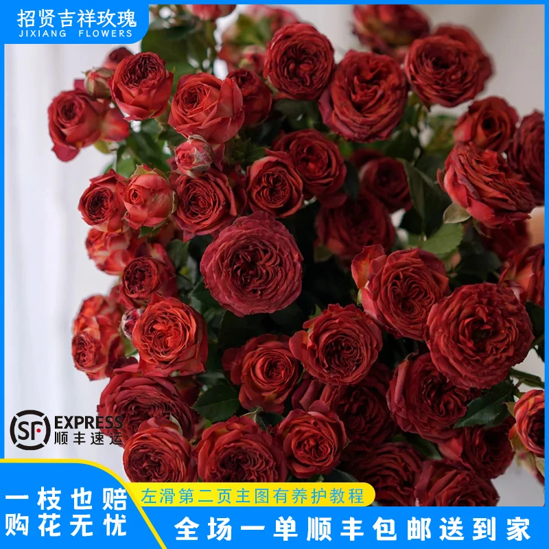 【巧克力泡泡A/B】咖啡棕色山东基地直发现采现摘 顺丰包邮直播专享