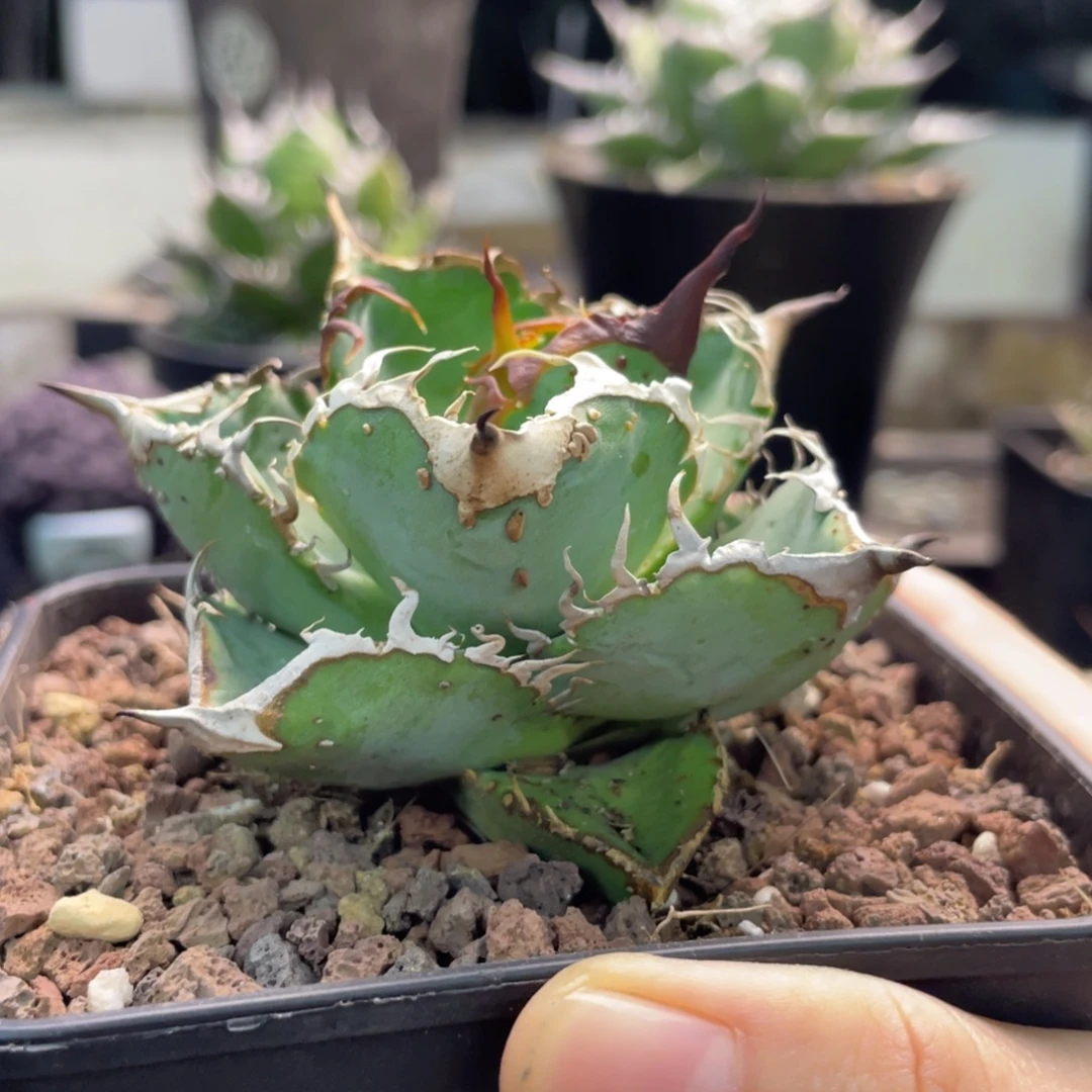 燈養追星8888888888888