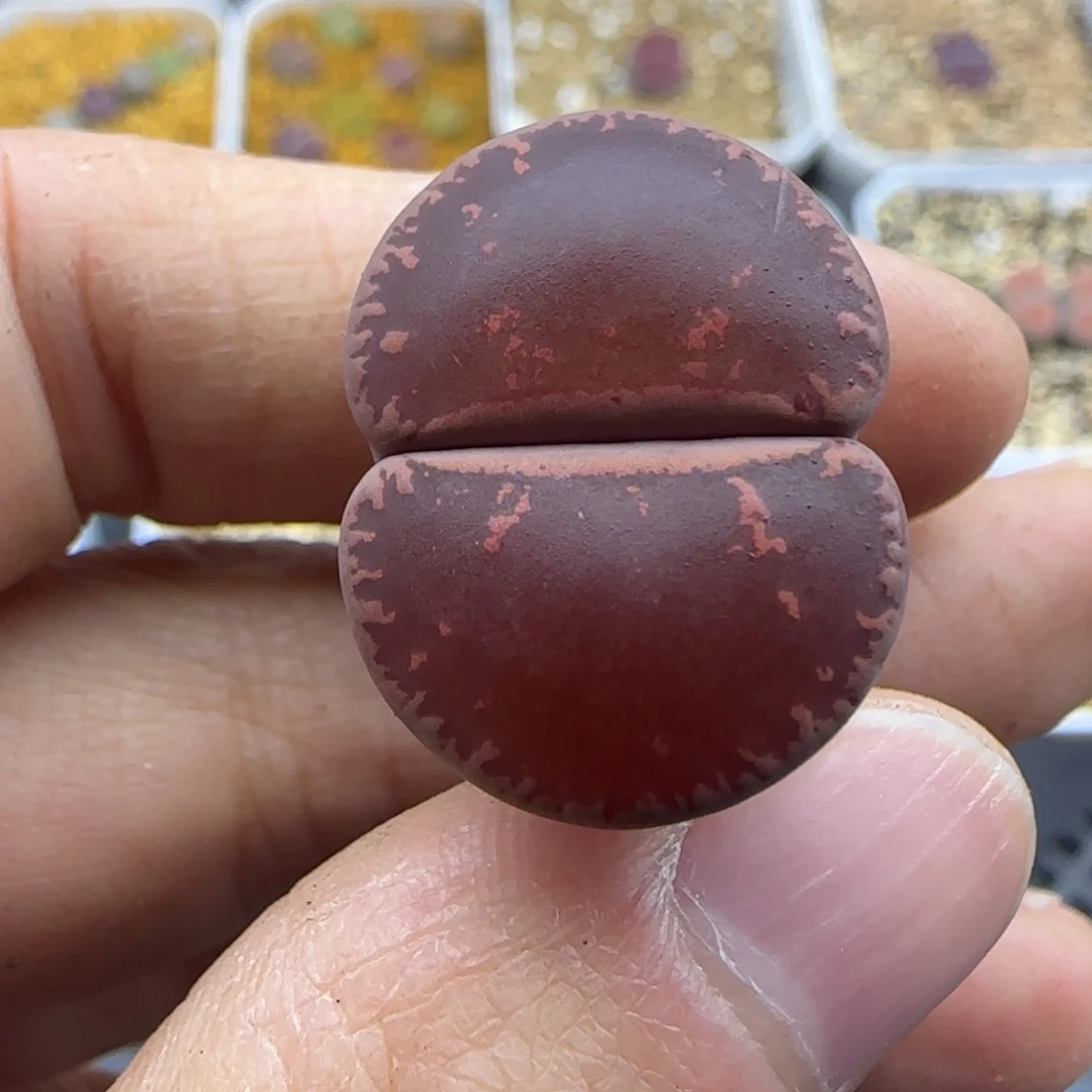 433酱爆酒红清框福利30包邮