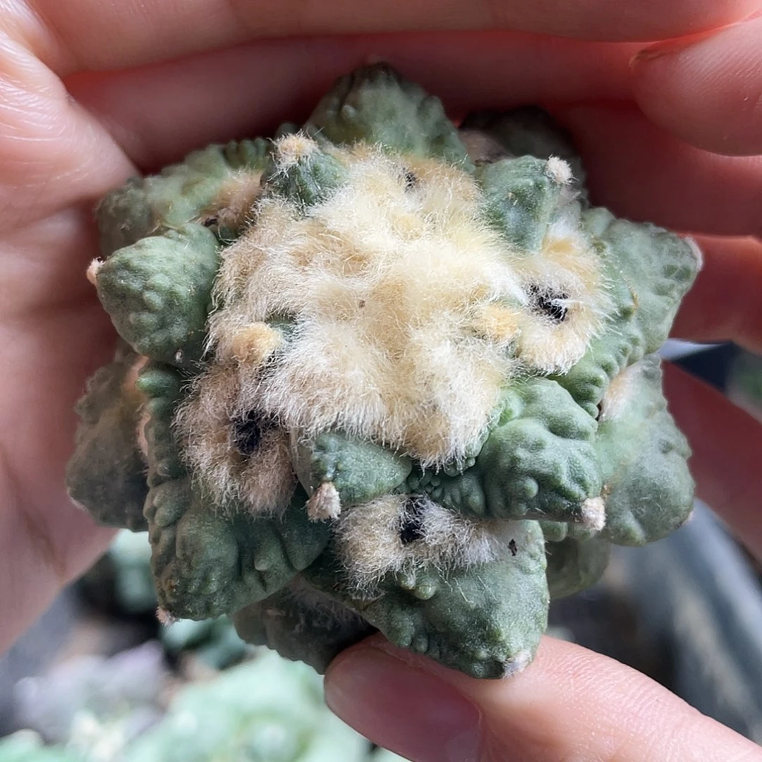 23日6.5cm自根福利好好怒涛