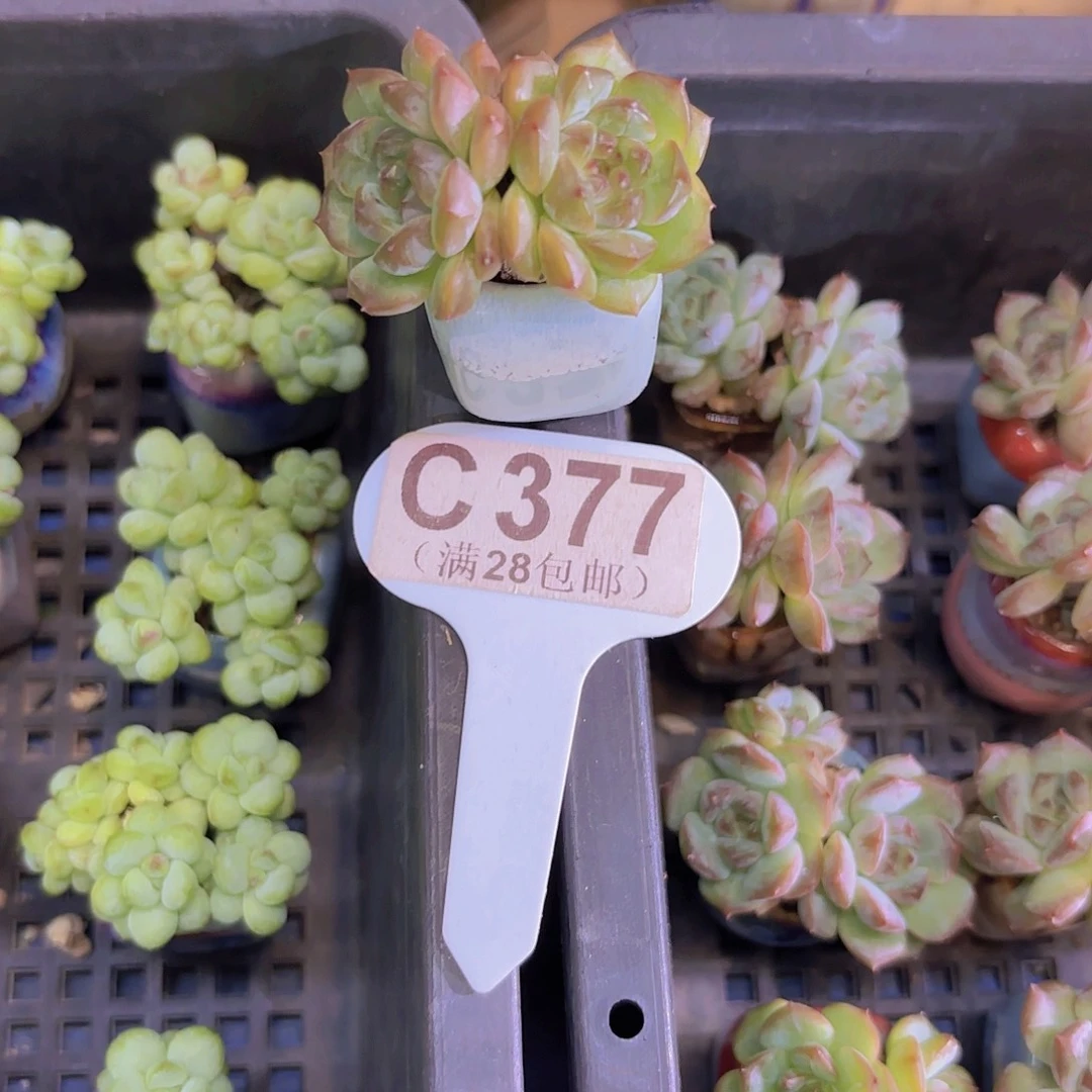 C377石榴珍妮一物一拍