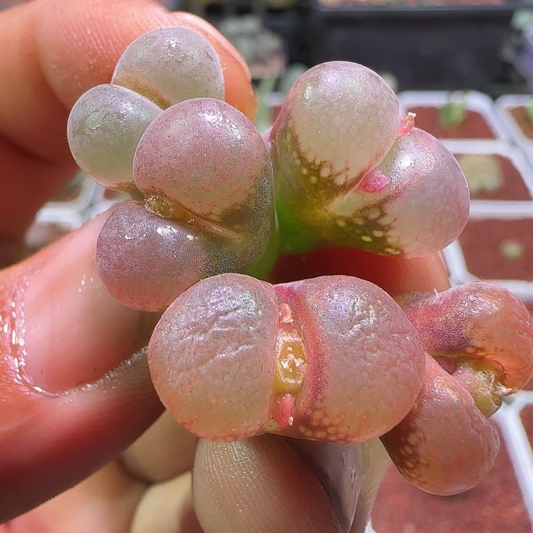 开播福利了解一下。347