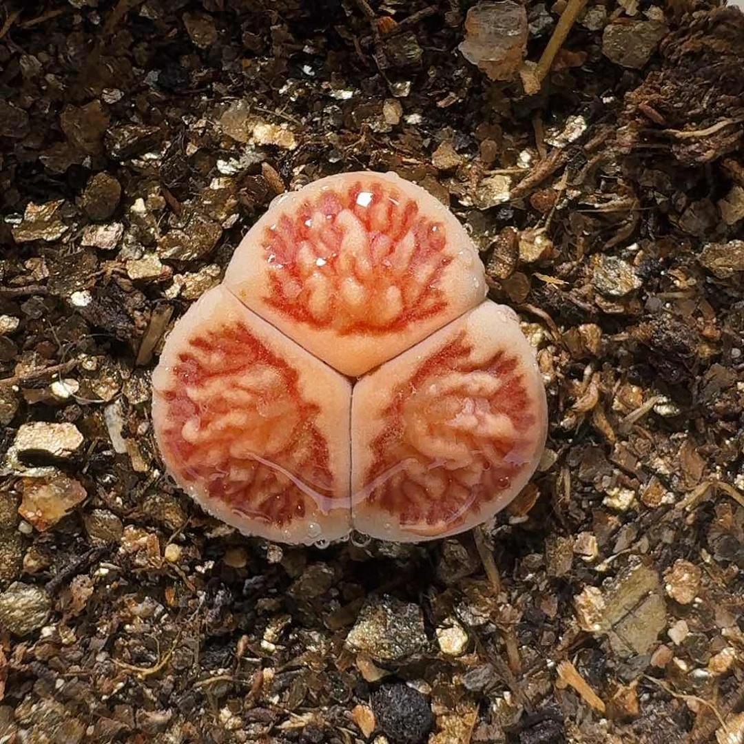 生石花12111。    189