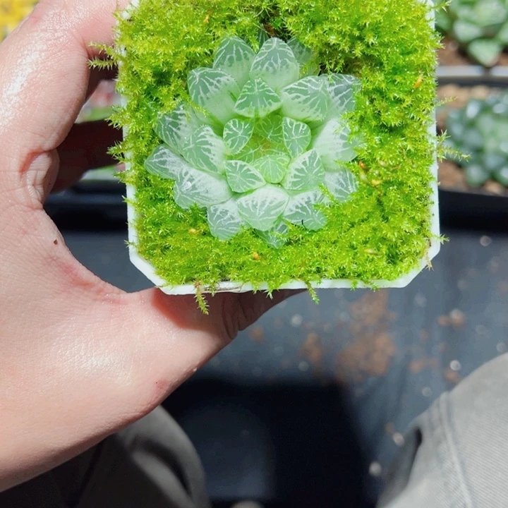 白斑玉露多肉植物
