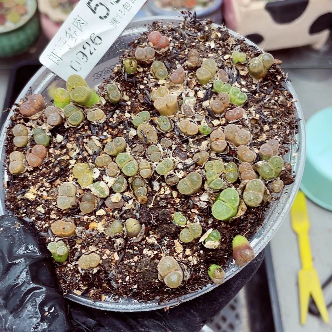 生石花满18包邮0926-55