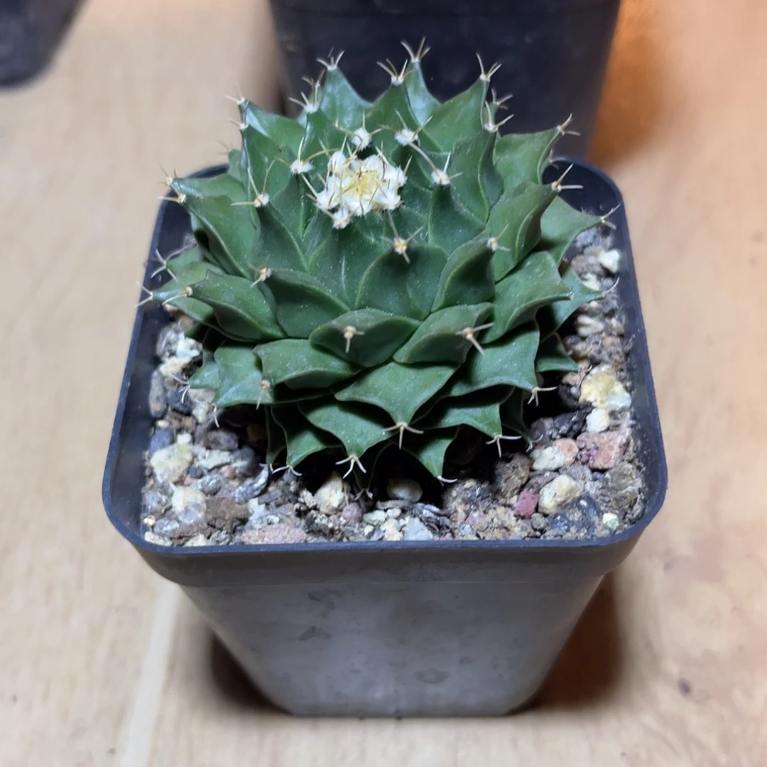 实生帝冠四大名球之一