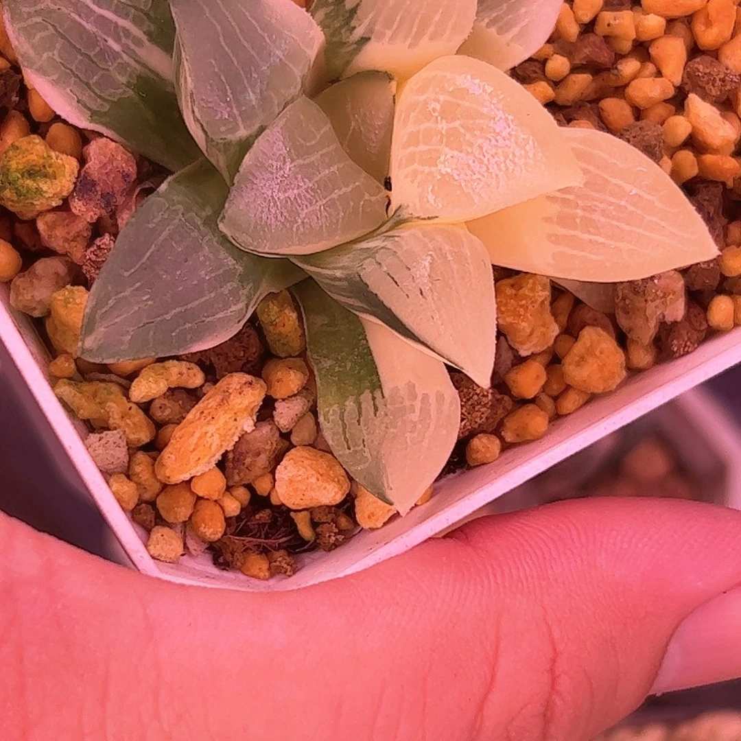 花影锦十二卷多肉植物