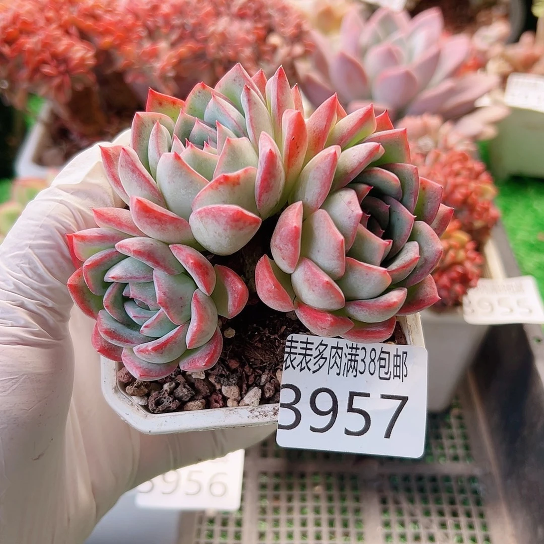 无花朵多肉一物一拍植物3957