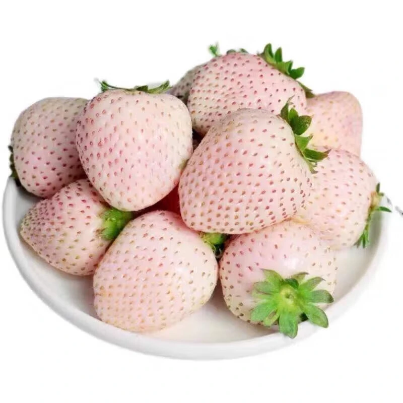 粉玉草莓250g
