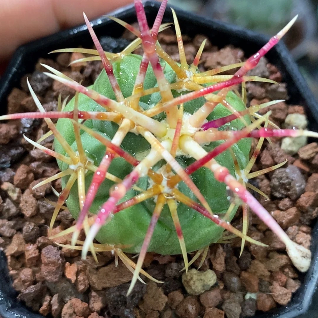 孤品实生特选株日系粗刺高木绯冠龙3.4cm