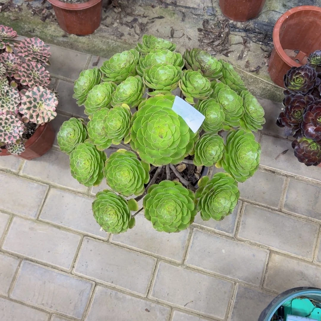 用***5多肉植物477万圣节