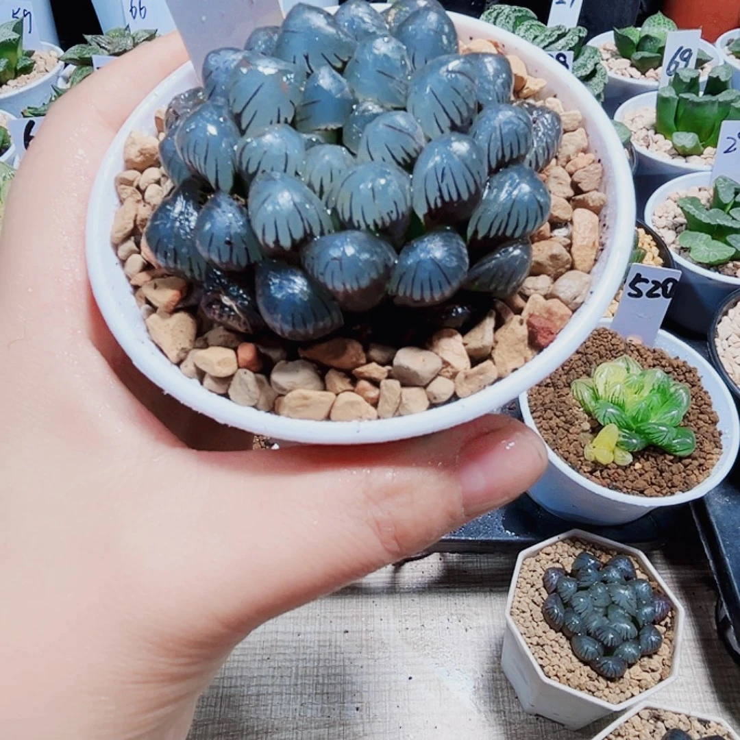冰灯玉露多肉植物6666