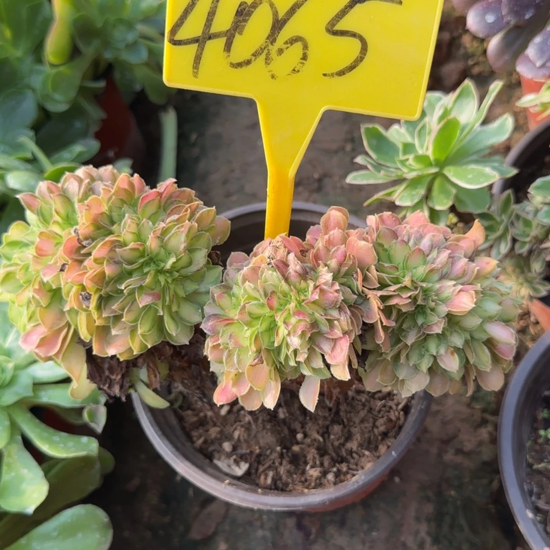 4065---韶华缀多头多肉