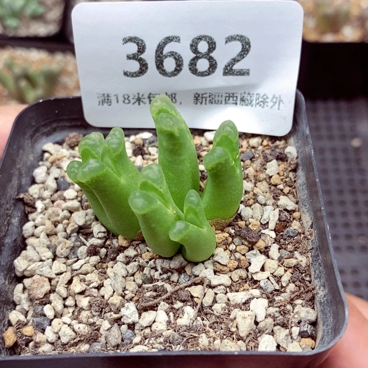 3682。
