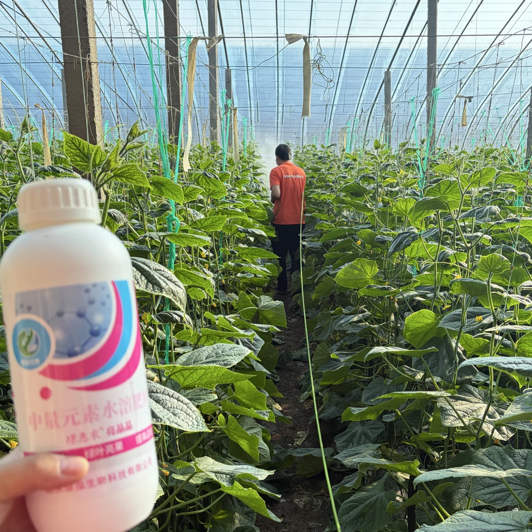 亮晶晶绿油油套餐 补钙镁硼 治脐腐病，治干边烂头绿叶膨果