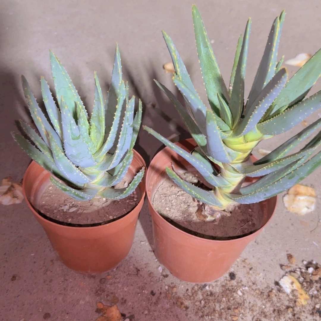 块根植物块根植物