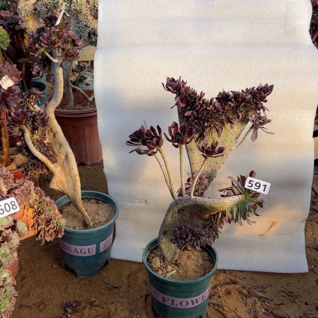 有伤黑缀591高度40