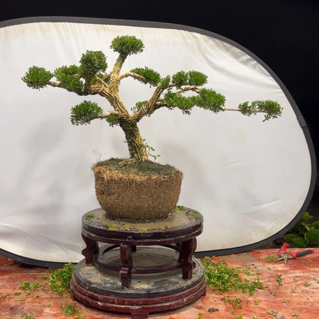 无花朵广东皱皮雀舌黄杨