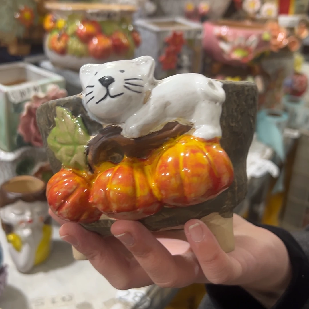 花盆，拍满20发货，退款拉黑