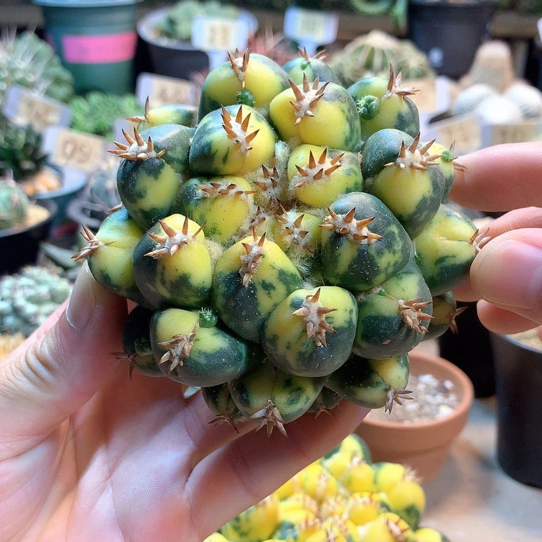 小獠牙锦没根