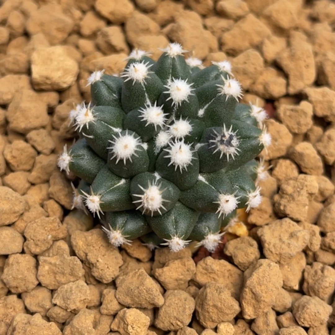 短豪刺给分丸       侧芽自根