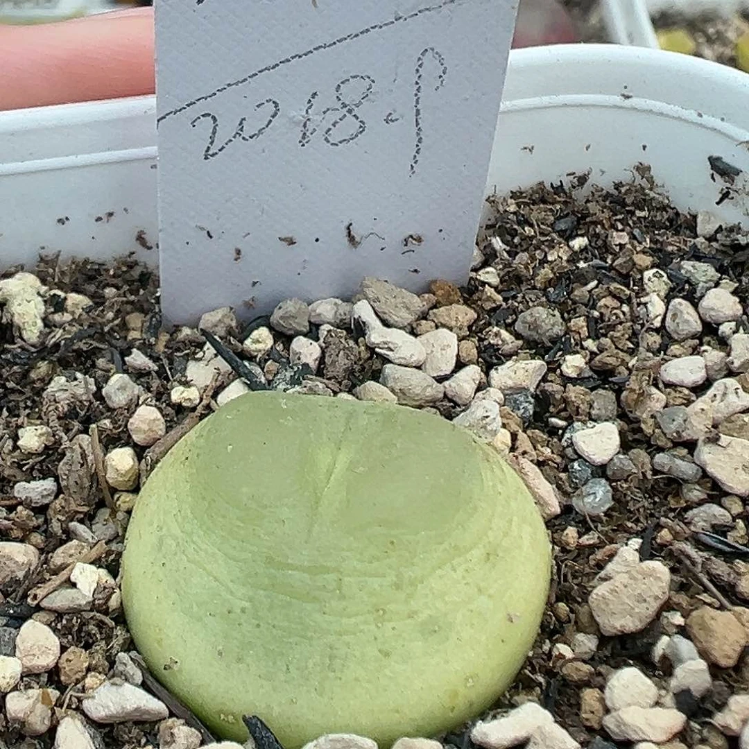 2606拉登2.1厘米带盆土发货