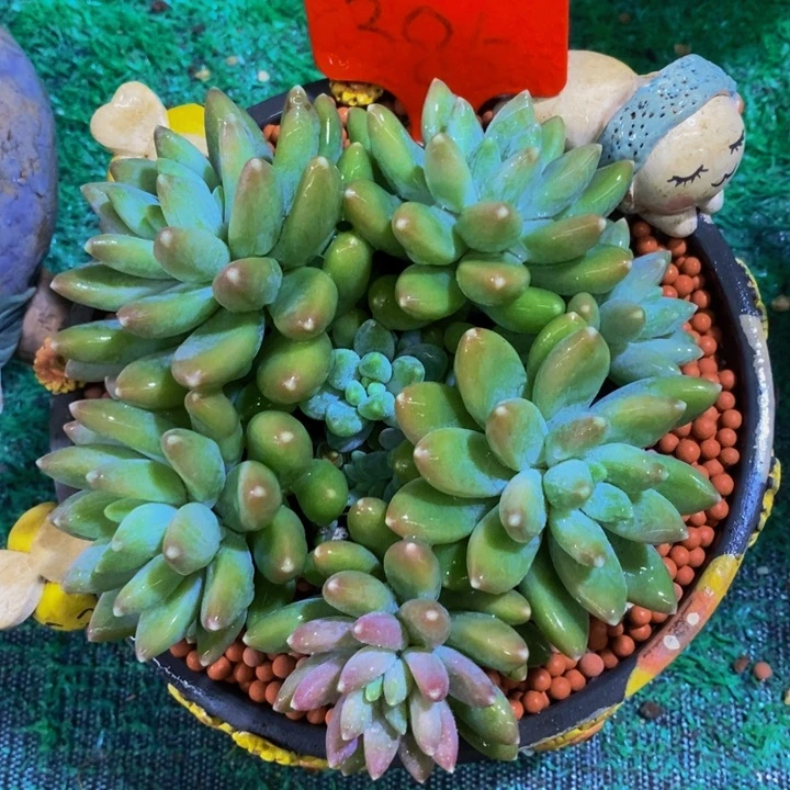 在家干的话把衣服带