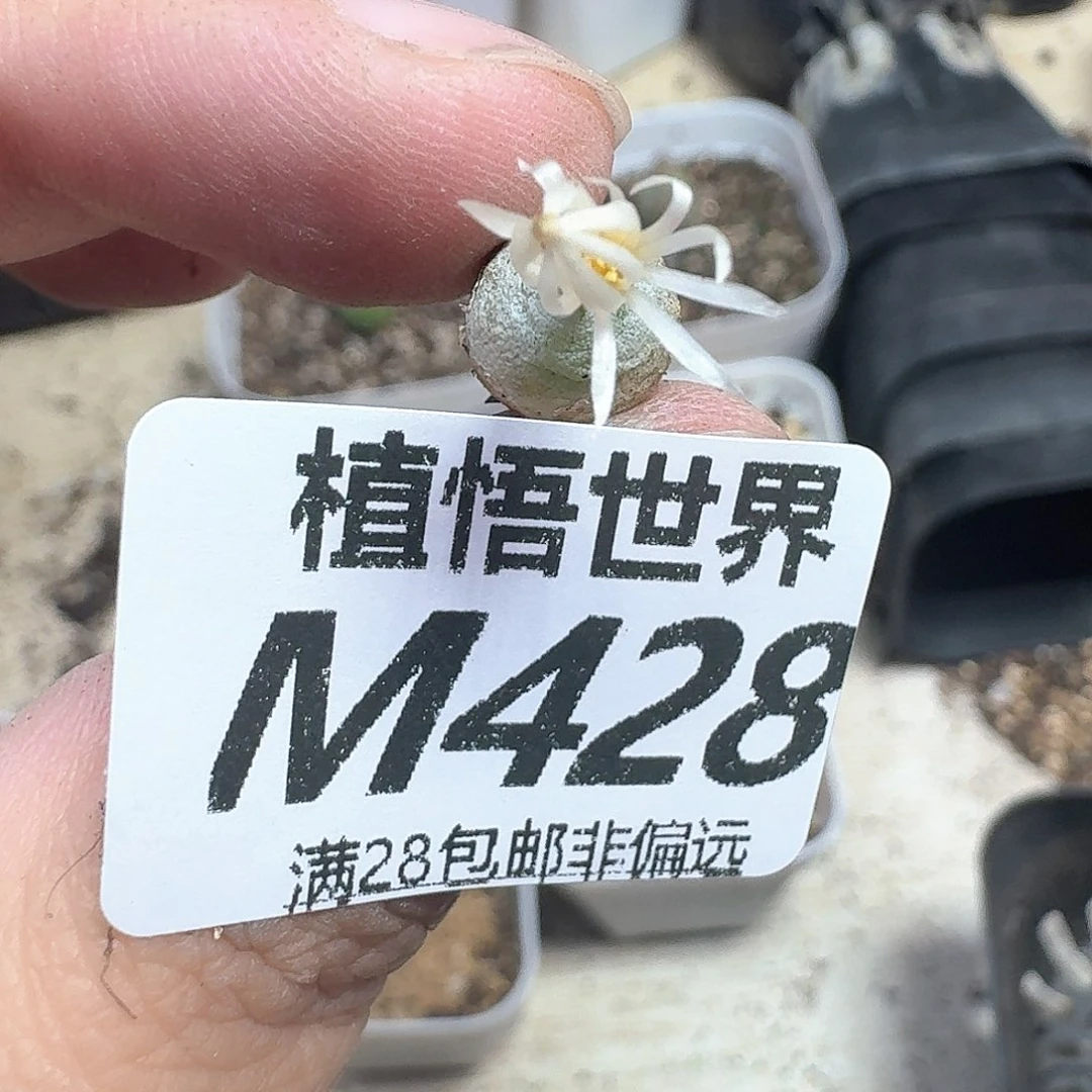 多肉植物的润泽鹅