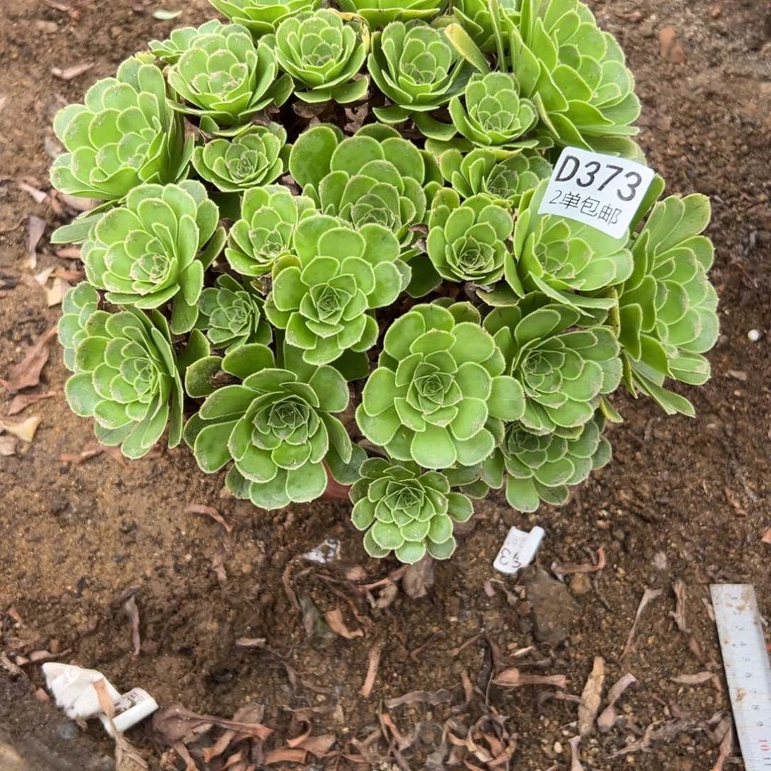 373多肉   绿酒杯不包断头
