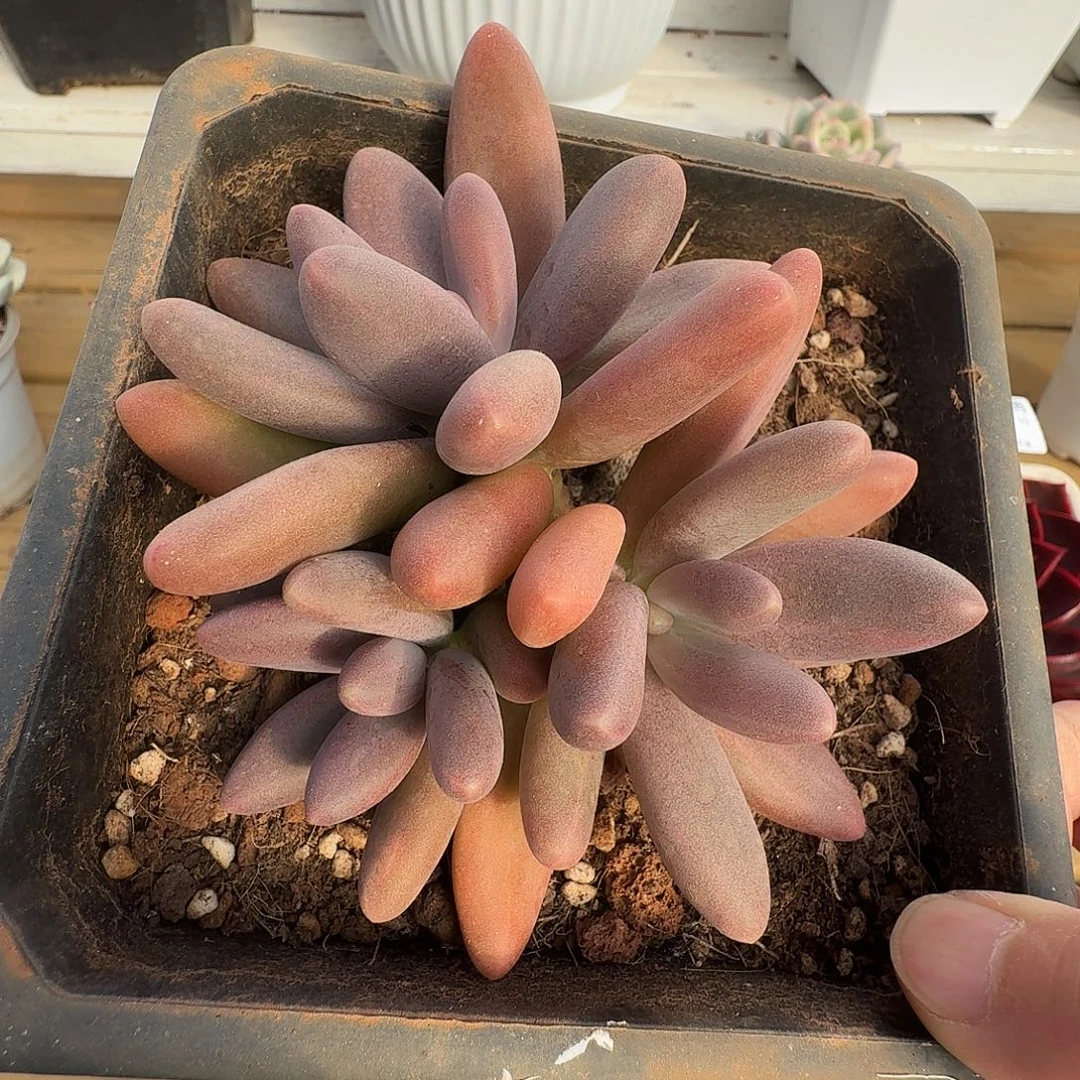 日光灯11111210-103