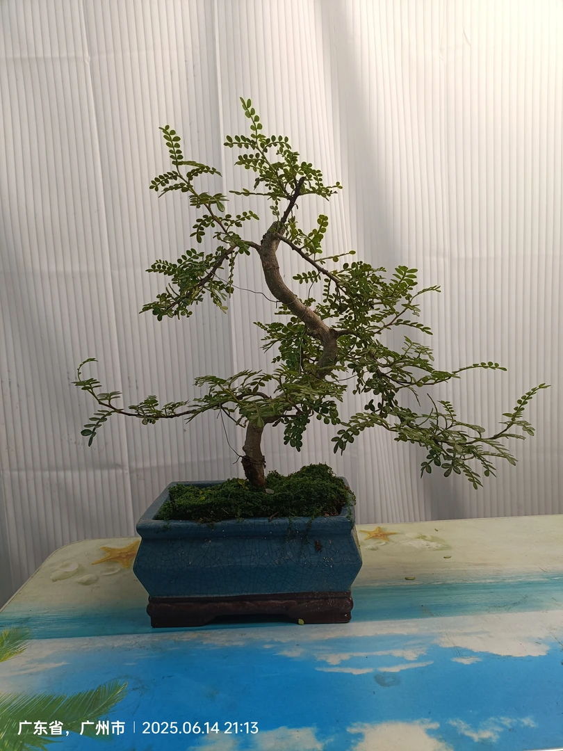 驱蚊清香木盆栽老桩造型室内四季常青净化空气绿植花卉盆景