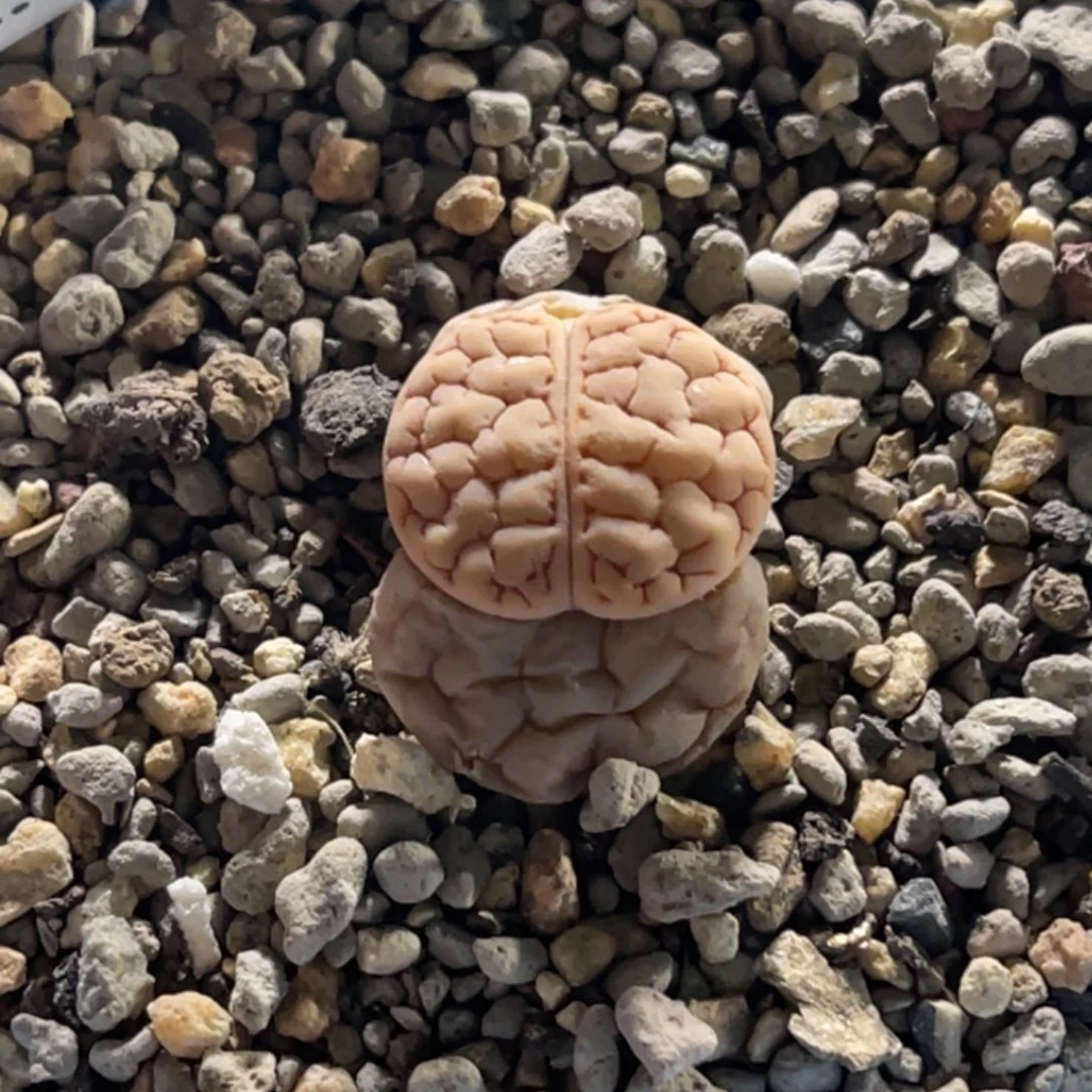 3571蛙哥189凹凸。