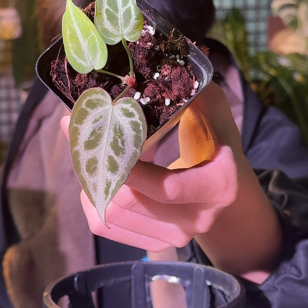 大部分花苞少量开放H305银色面纱杂黑刷子