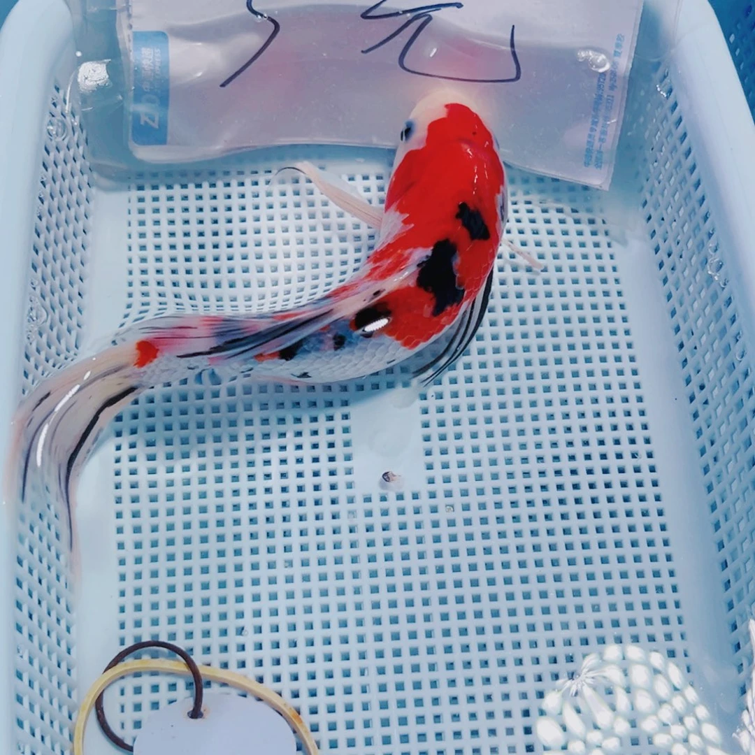 锦鲤109锦鲤冷水观赏鱼