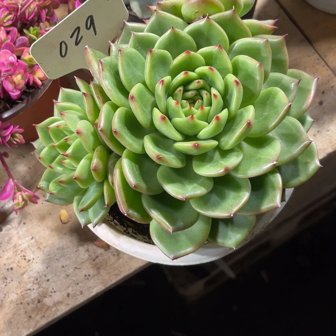 无***名000000000000000000029