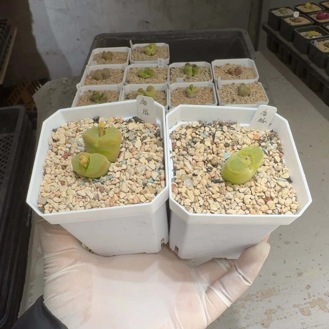 红陶煮**茶0215-41海豚肉锥