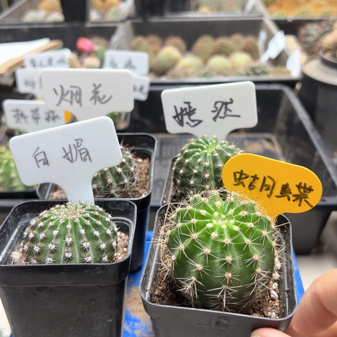 琥*川烟花嫣然白媚蝴蝶有根球