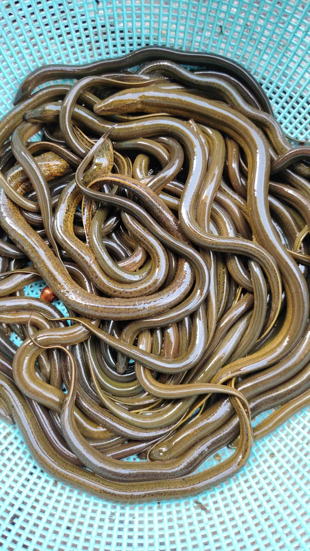 大山农村稻田黄鳝京东顺丰包邮活鱼到家