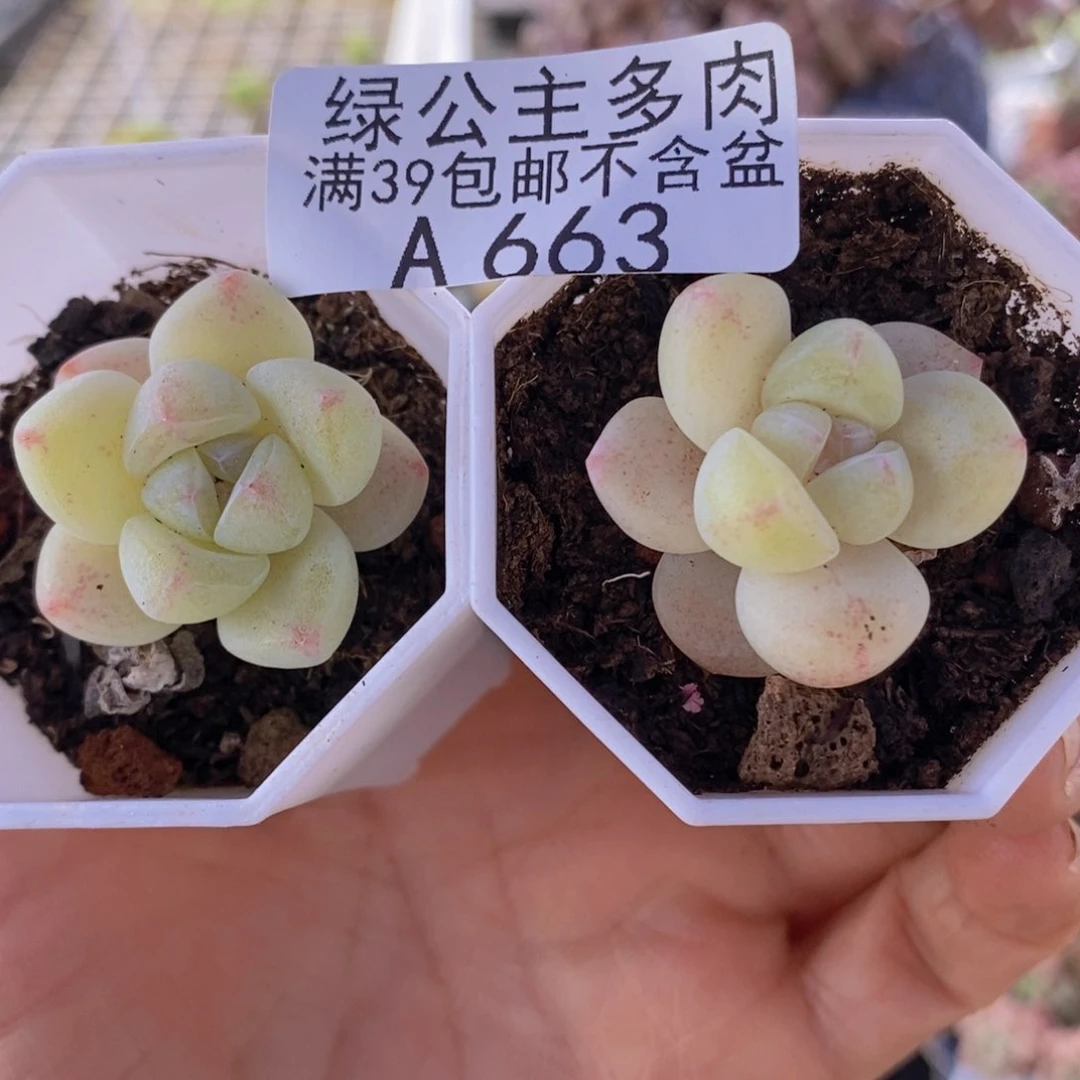 冰玉2棵663多肉植物