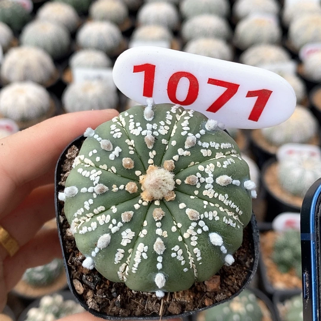 1071兜系列产品福利来袭