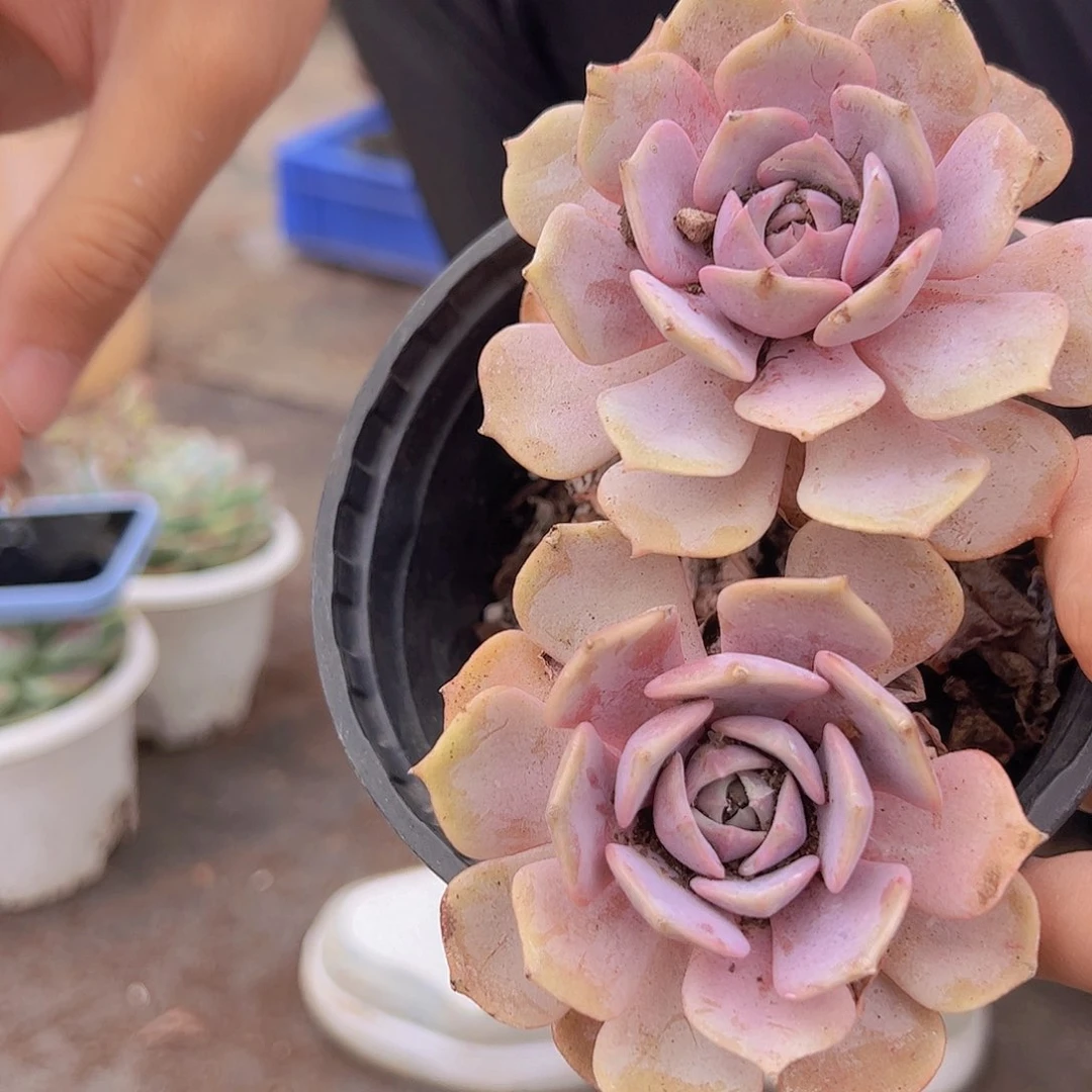 粉蝶 双头起发120杯