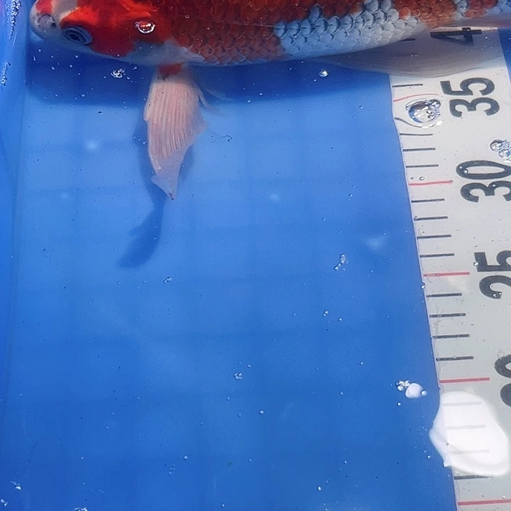 锦鲤锦鲤冷水鱼好养