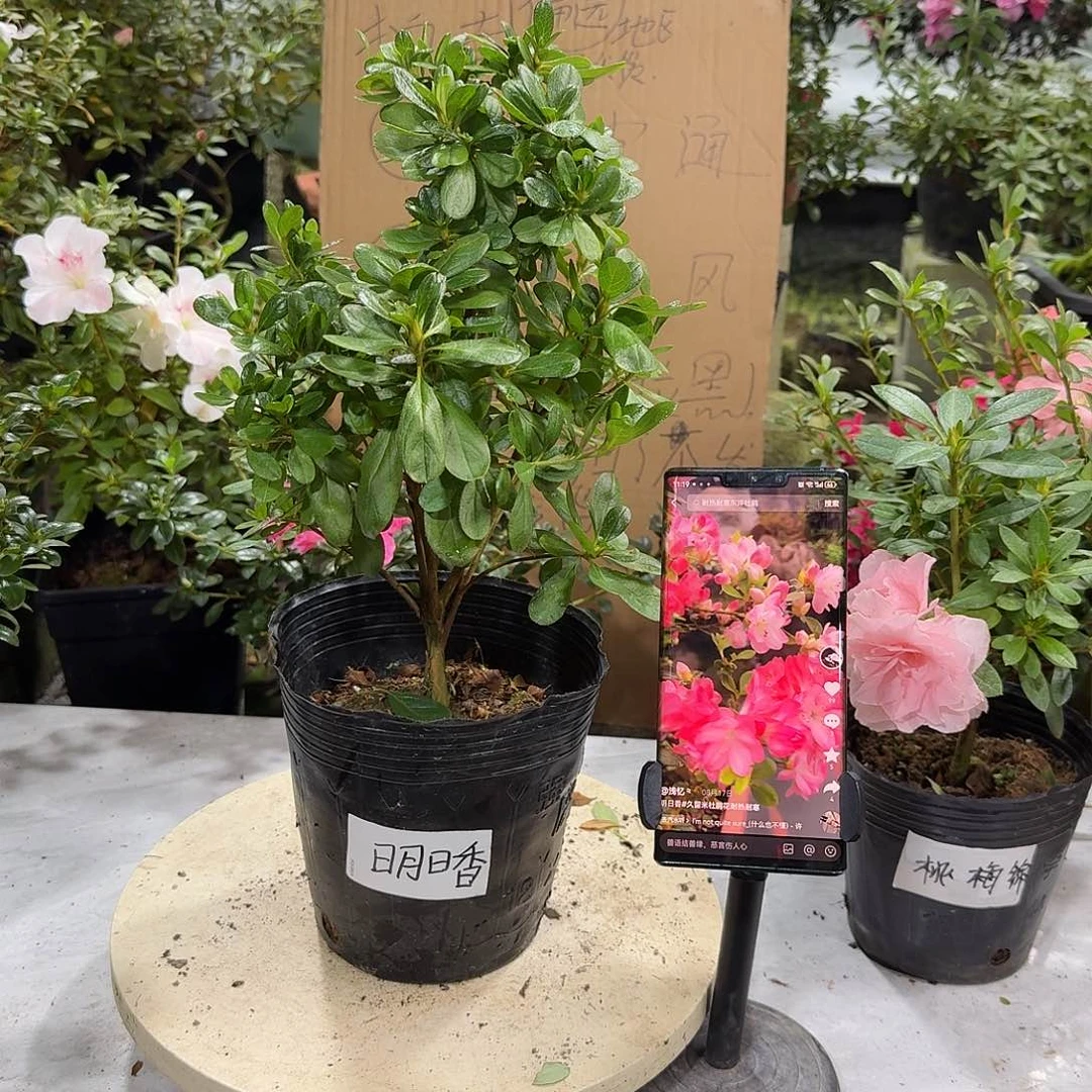 全部花苞明日香杜鹃花