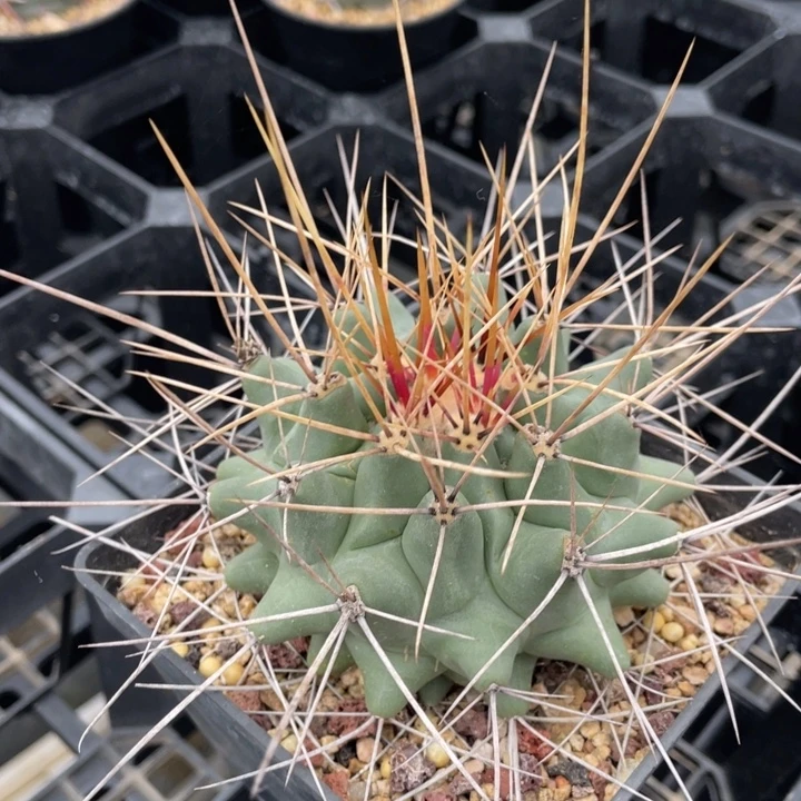 鹤巢丸         折后价