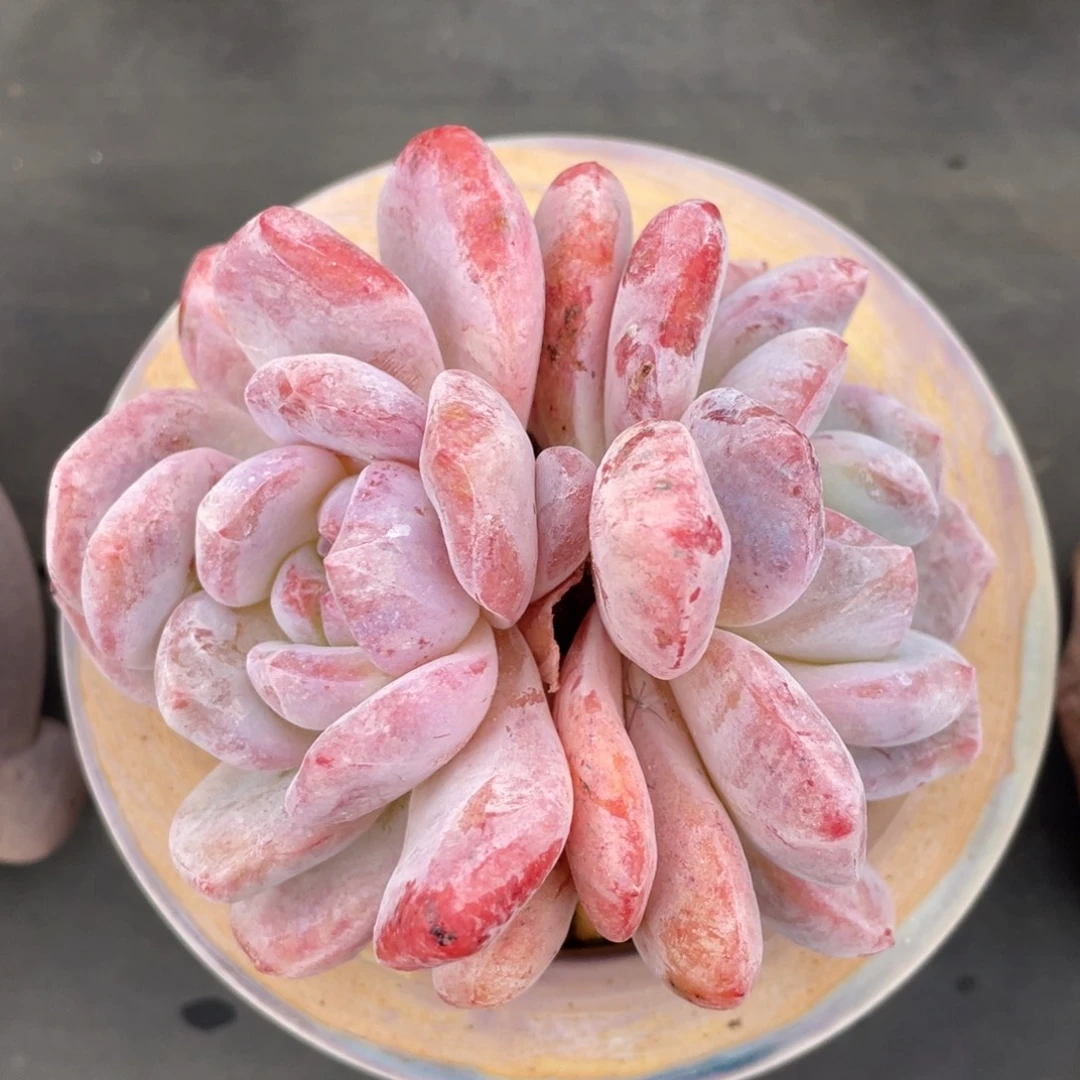 橙梦露石化老桩景天