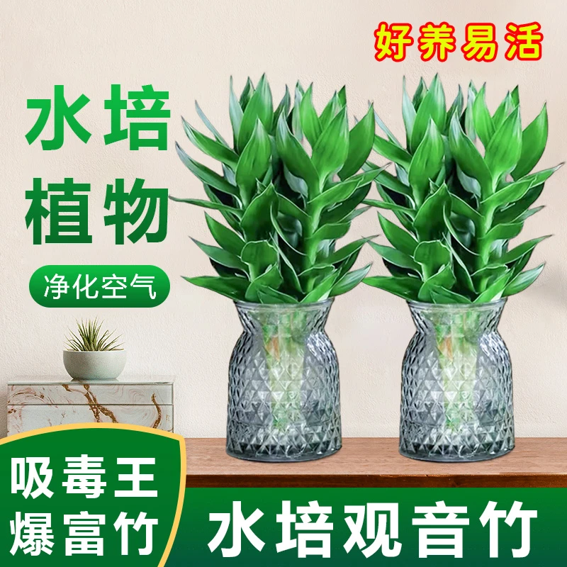 【买1送1】观音竹富贵竹莲花竹水培绿植好养盆栽植物懒人易养叶恩